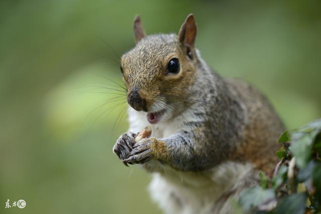 扩散:唐山市文明养犬须知!(完整版)-DB真人旗舰·(中国)集团(图1) 中国·DB真人旗舰(集团)